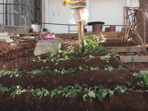 Plantação de batata doce